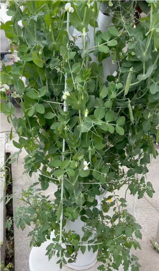 Fresh herbs