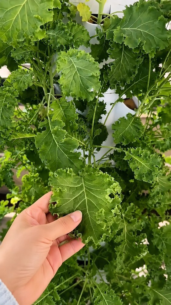 Hydroponic tower parts and structure