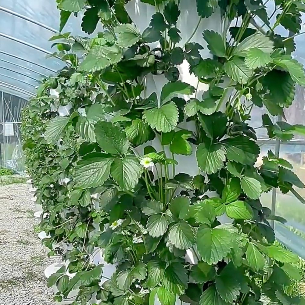 Hydroponic tower outdoor