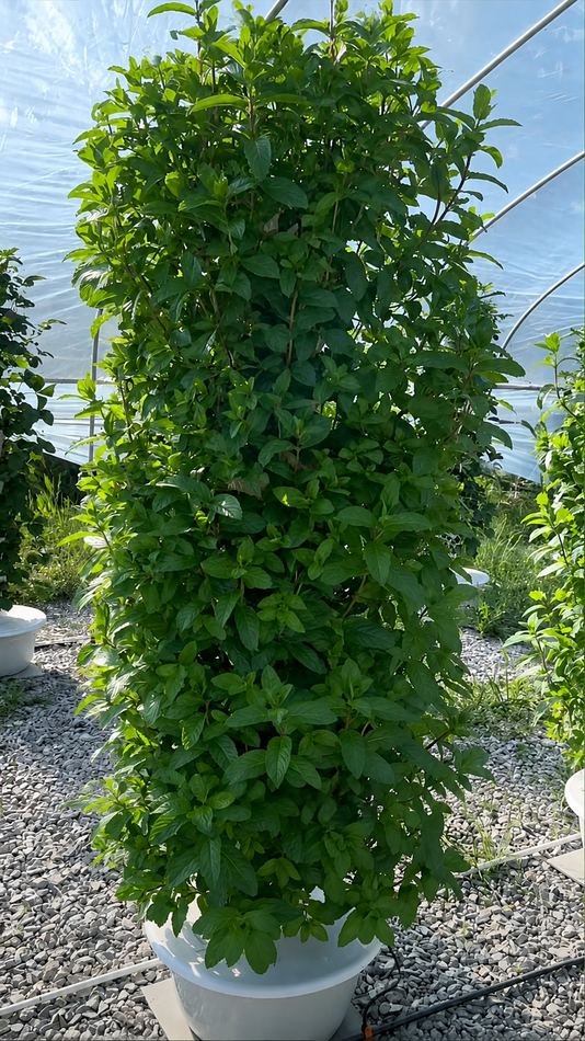 Dense healthy culinary herb plant grown for commercial hydroponic tower production