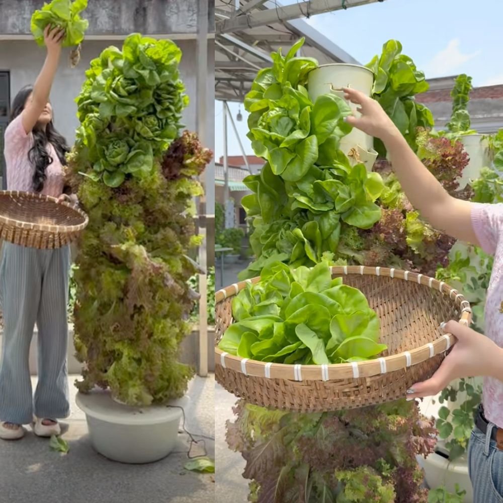 Grower harvesting fresh leafy greens directly from a vertical hydroponic tower into a basket