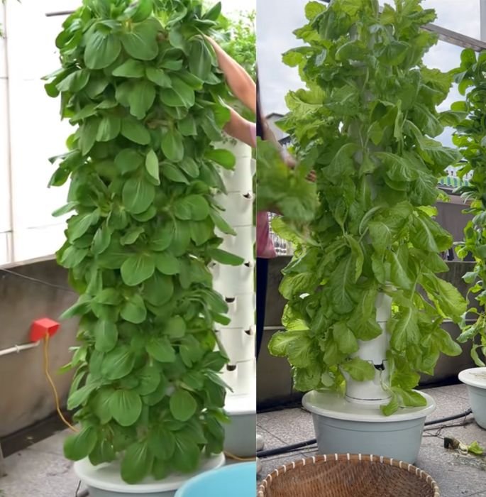 Outdoor hydroponic towers growing leafy greens on a patio in full sun