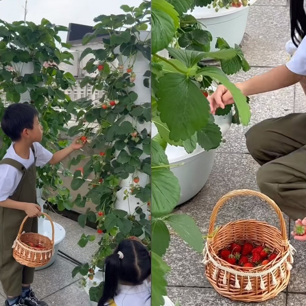 Harvesting strawberries from a hydroponic tower